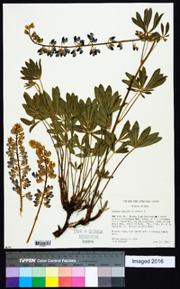 Lupinus ammophilus image