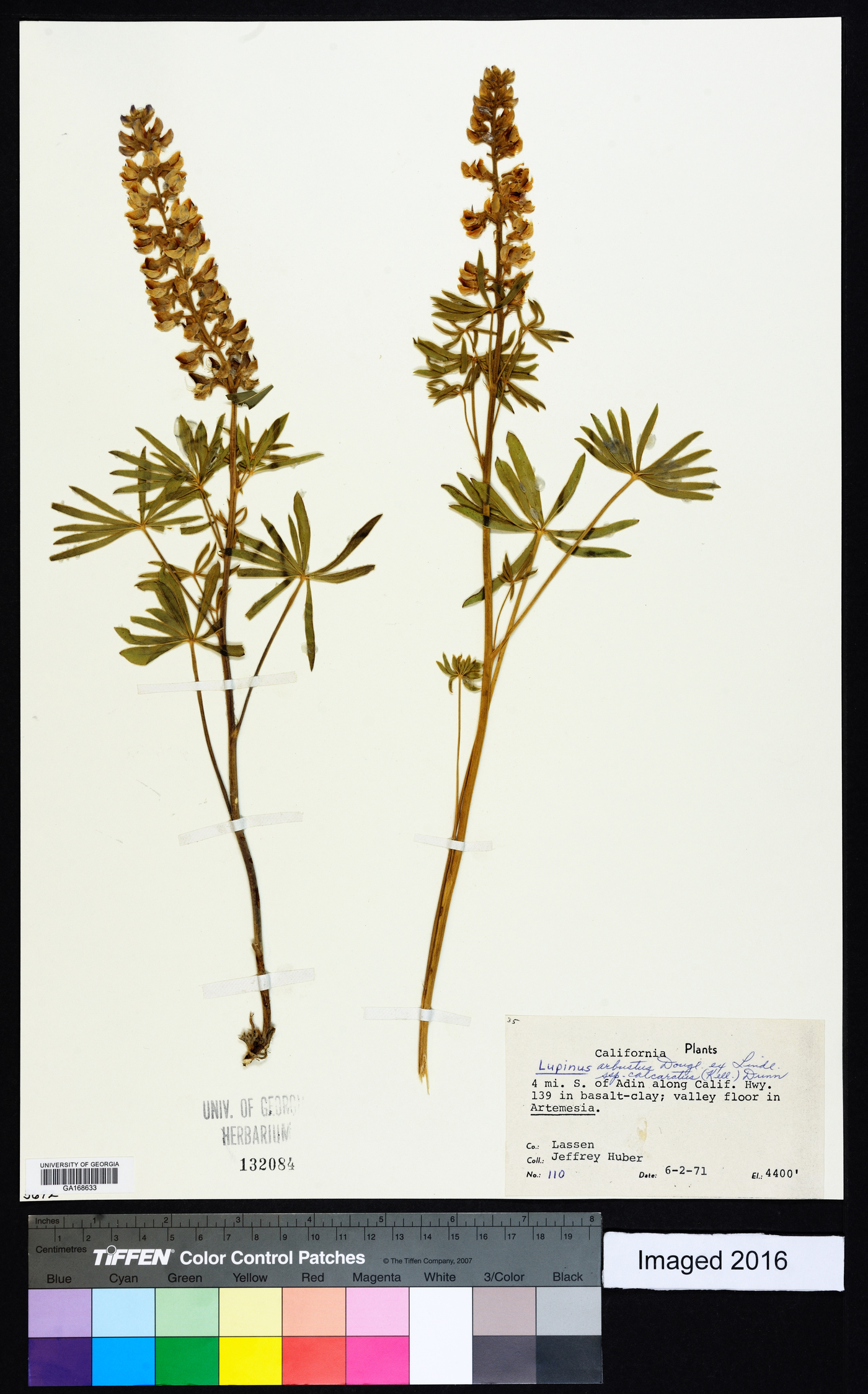 Lupinus arbustus subsp. calcaratus image