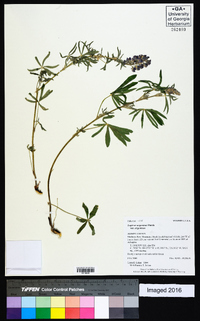 Lupinus argenteus subsp. argenteus image