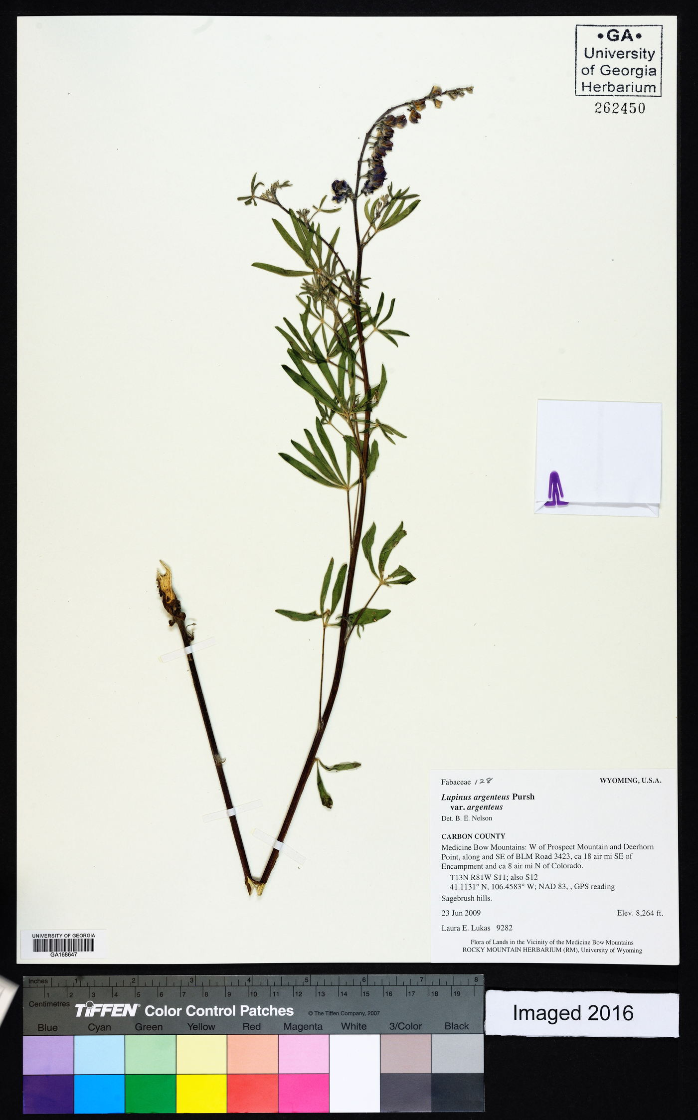 Lupinus argenteus subsp. argenteus image