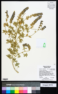 Lupinus argenteus var. meionanthus image