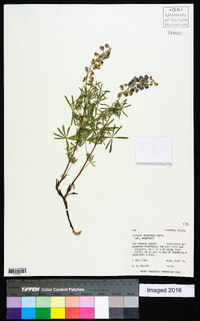 Lupinus argenteus var. argenteus image