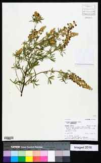 Lupinus argenteus var. argenteus image