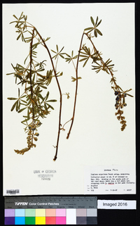 Lupinus argenteus subsp. argenteus image