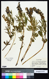 Lupinus argenteus subsp. spathulatus image