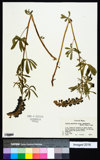 Lupinus argenteus subsp. spathulatus image