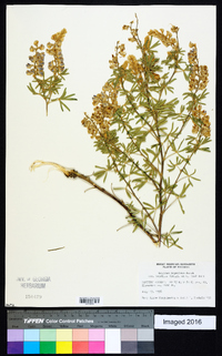 Lupinus argenteus var. laxiflorus image