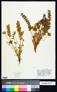 Lupinus aridus image