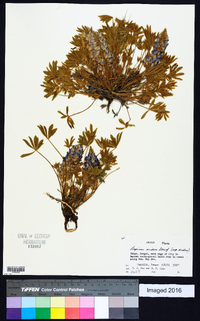 Lupinus aridus image