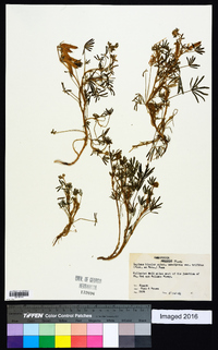 Lupinus bicolor subsp. umbellatus image