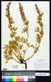 Lupinus caudatus image