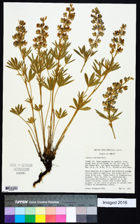 Lupinus caudatus image