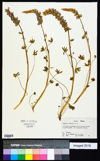 Lupinus confertus image