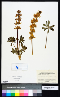 Lupinus densiflorus image