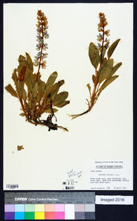 Lupinus diffusus image