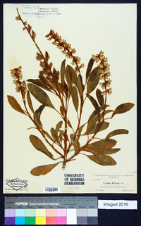 Lupinus diffusus image