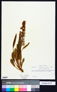 Lupinus diffusus image