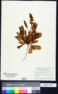 Lupinus diffusus image