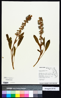 Lupinus diffusus image