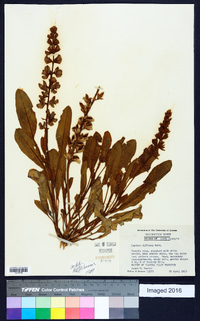 Lupinus diffusus image