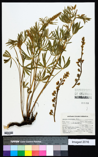 Lupinus argenteus var. laxiflorus image