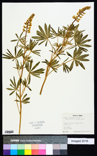 Lupinus argenteus var. laxiflorus image