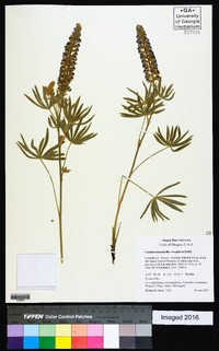 Lupinus leucophyllus image