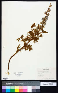 Lupinus leucophyllus image