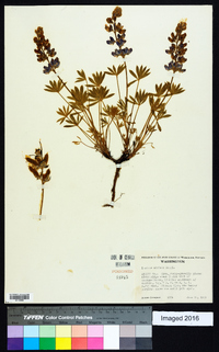 Lupinus minimus image