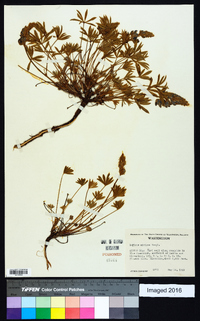 Lupinus minimus image