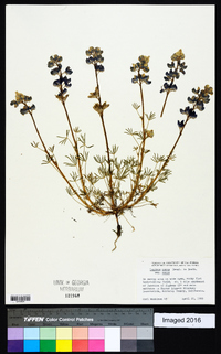 Lupinus nanus subsp. nanus image