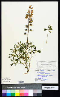 Lupinus nuttallii image