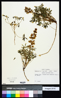 Lupinus nuttallii image