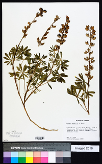 Lupinus nuttallii image