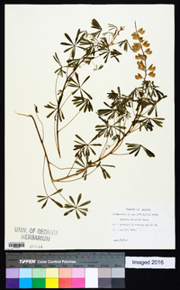 Lupinus nuttallii image