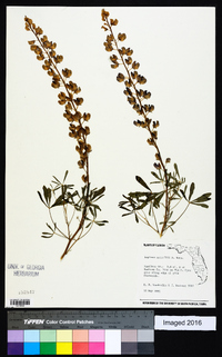 Lupinus nuttallii image