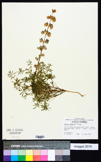 Lupinus nuttallii image