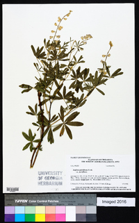 Lupinus parviflorus image