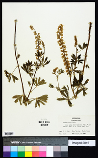 Lupinus parviflorus image