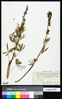 Lupinus parviflorus subsp. myrianthus image