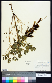 Lupinus perennis subsp. perennis image