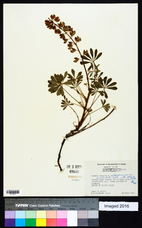 Lupinus perennis subsp. perennis image