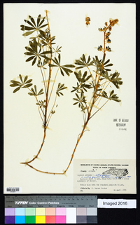 Lupinus perennis subsp. perennis image