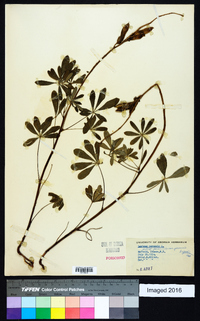 Lupinus perennis subsp. perennis image