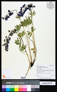 Lupinus polyphyllus image