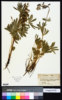 Lupinus prunophilus image