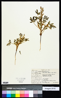 Lupinus pusillus image