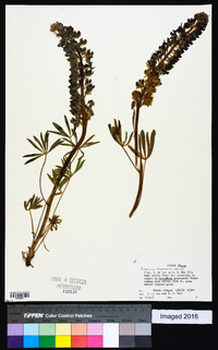 Lupinus saxosus image