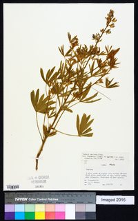 Lupinus sericeus image