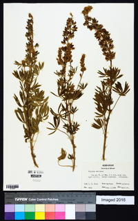 Lupinus sericeus image